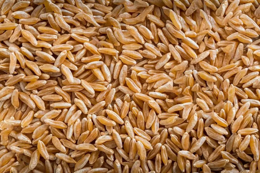 Organic Khorasan (Kamut) Grain
