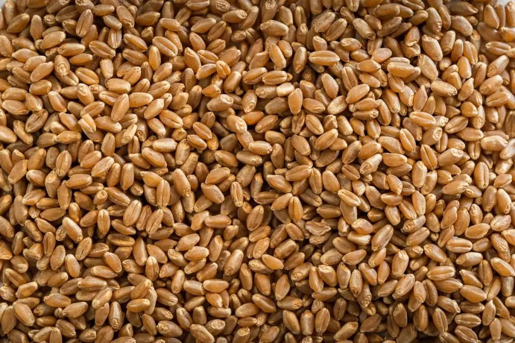 Organic Red Fife Wheat