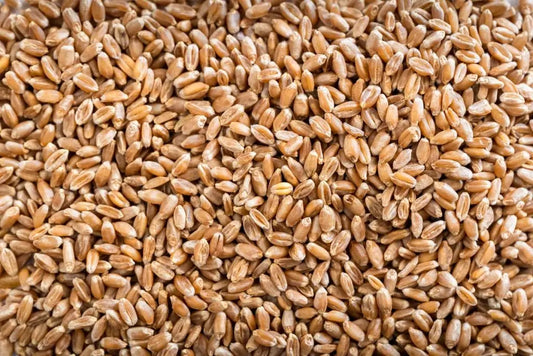 Organic Hard Red Wheat